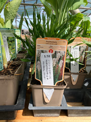 Prachtscharte 'Alba'