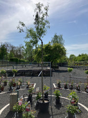 Weidenblättrige Birne 'Pendula' Hochstamm