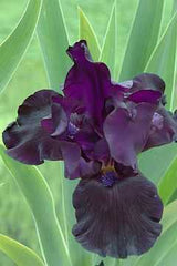 Schwertlilie 'Black Dragon'