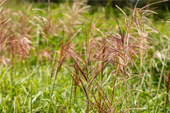 Chinaschilf 'Rotsilber'