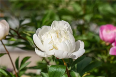Pfingstrose 'Charles White'