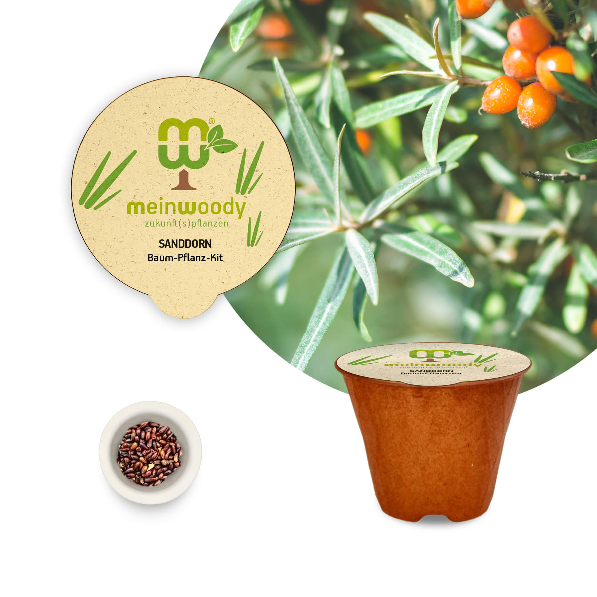 Frühlings-Pflanz-Set: Moringa & Sanddorn