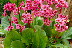 Bergenie 'Morgenröte'