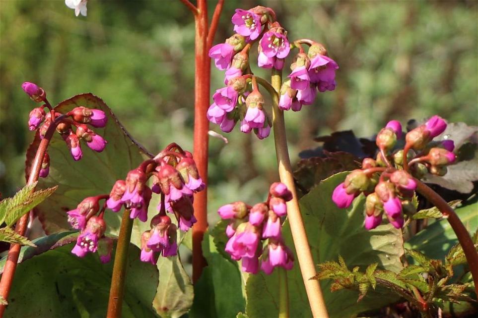 Bergenie 'Winterglut'