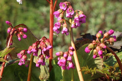 Bergenie 'Winterglut'