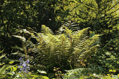 Glanz-Schildfarn