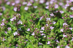 Gedrungener Thymian 'Compactus'