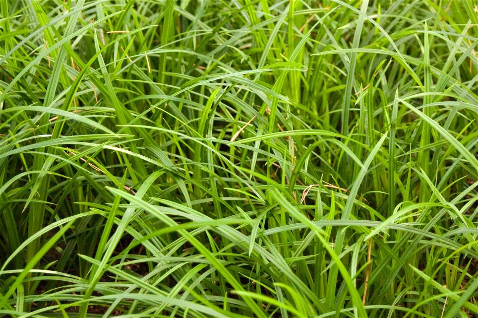 Teppich-Japansegge 'Irish Green'