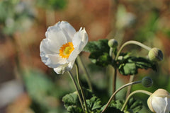 Japan-Anemone 'Andrea Atkinson'