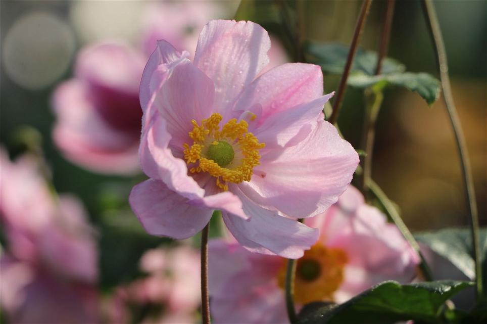 Herbst-Anemone 'Serenade'