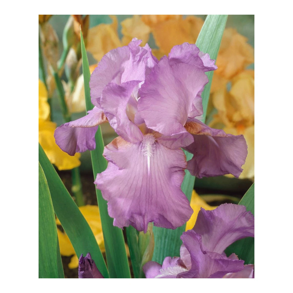 Schwertlilie 'Amethyst Flame'