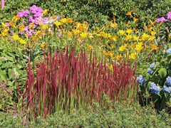 Flammengras 'Red Baron'