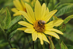 Stauden-Sonnenblume 'Lemon Queen'