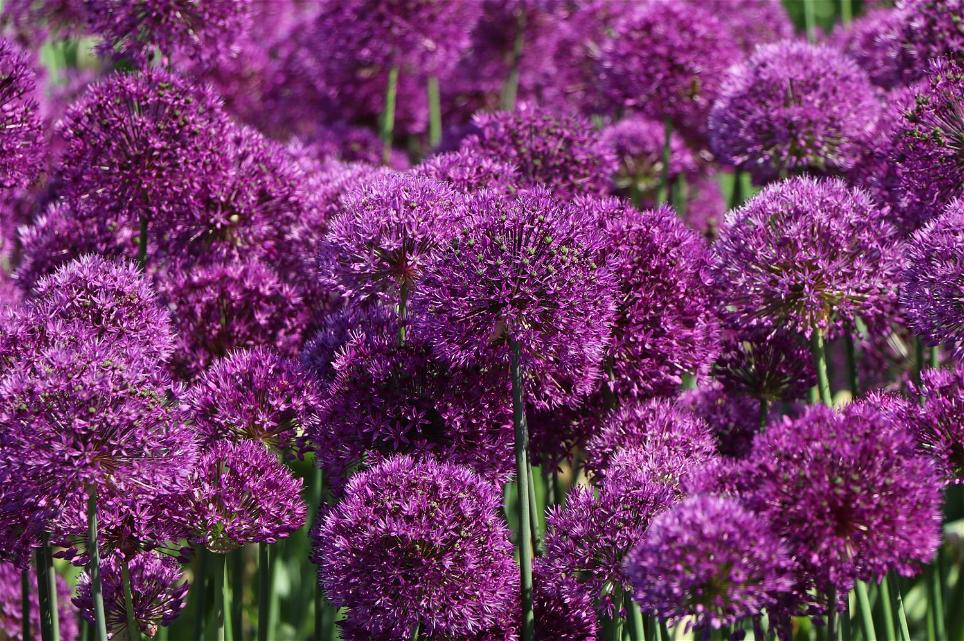 Kugel-Lauch 'Purple Sensation'