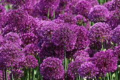 Kugel-Lauch 'Purple Sensation'