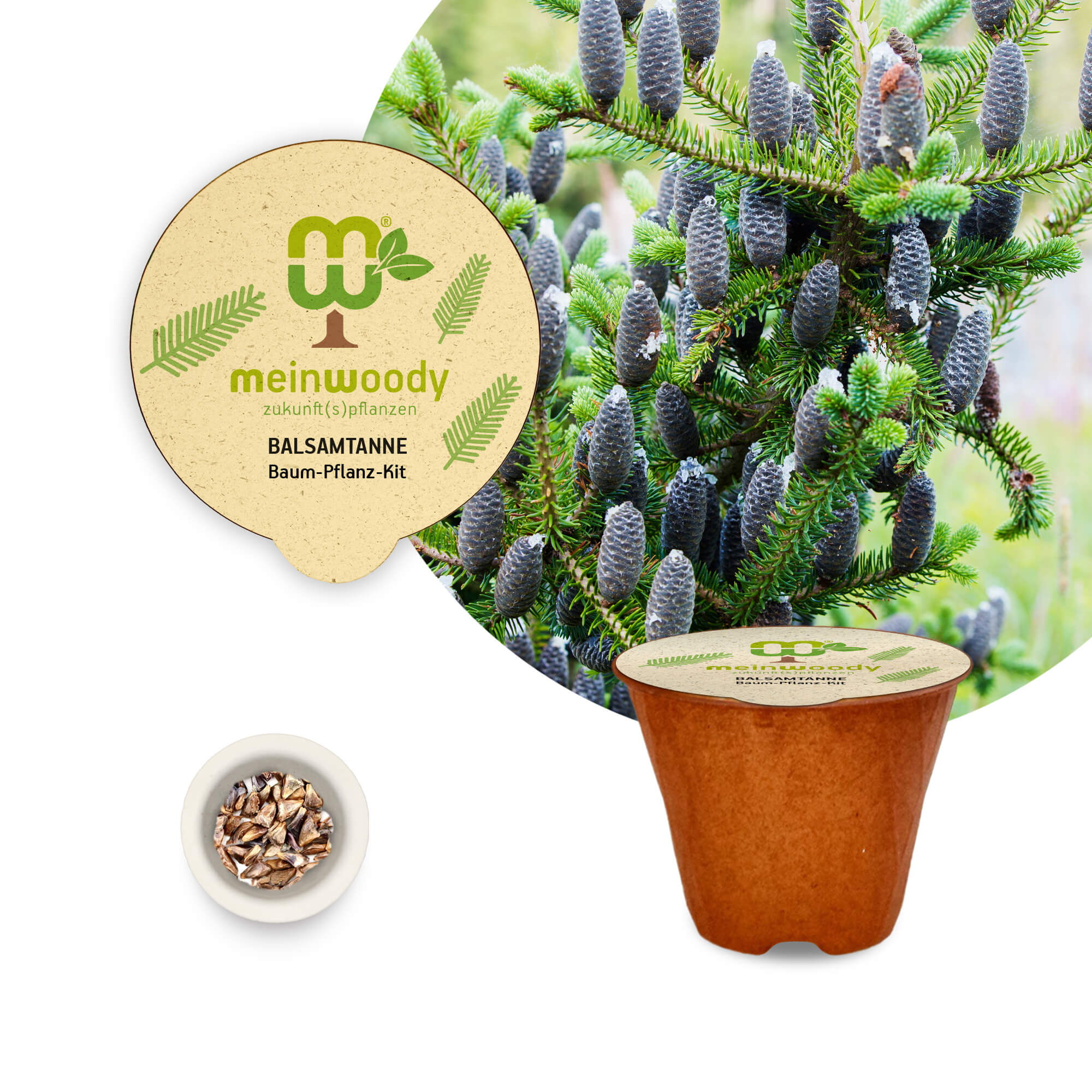 Balsamtanne Baum-Pflanz-Set – Abies balsamea selbst pflanzen