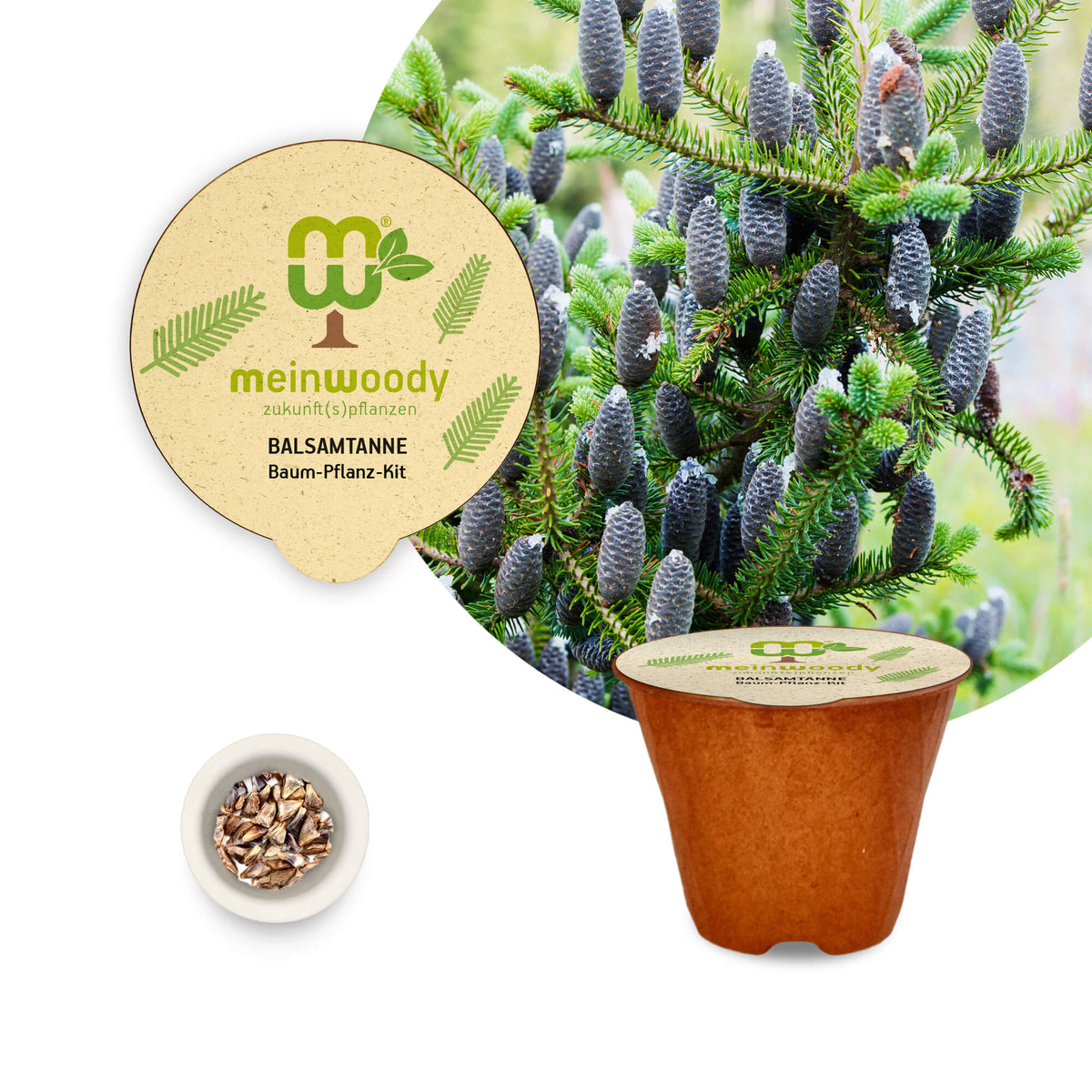 Balsamtanne Baum-Pflanz-Set – Abies balsamea selbst pflanzen