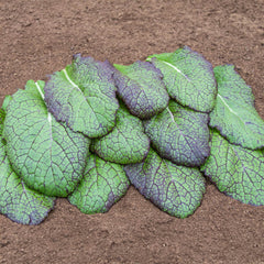 Asia-Salat Bio-Gemüse-Saatgut