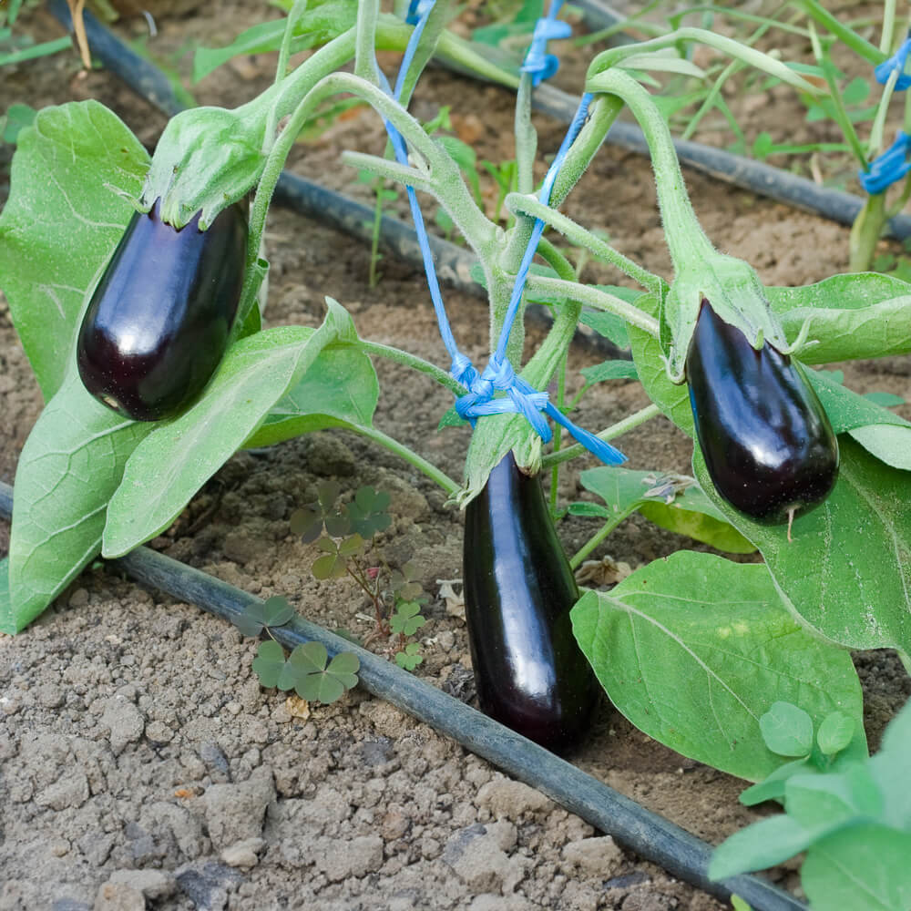 Aubergine De Barbentane Bio-Gemüse-Saatgut