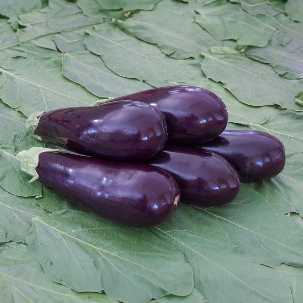 Aubergine Zora (AS) Bio-Gemüse-Saatgut