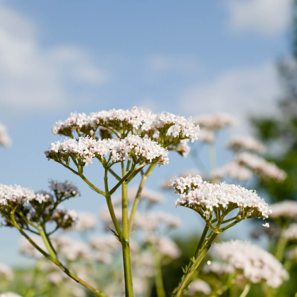 Baldrian Bio-Blumen-Samen