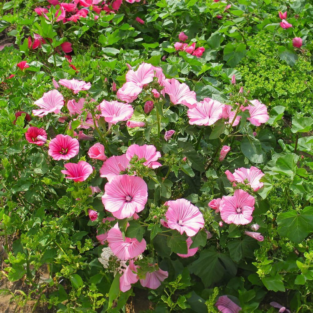 Bechermalve Bio-Blumen-Samen