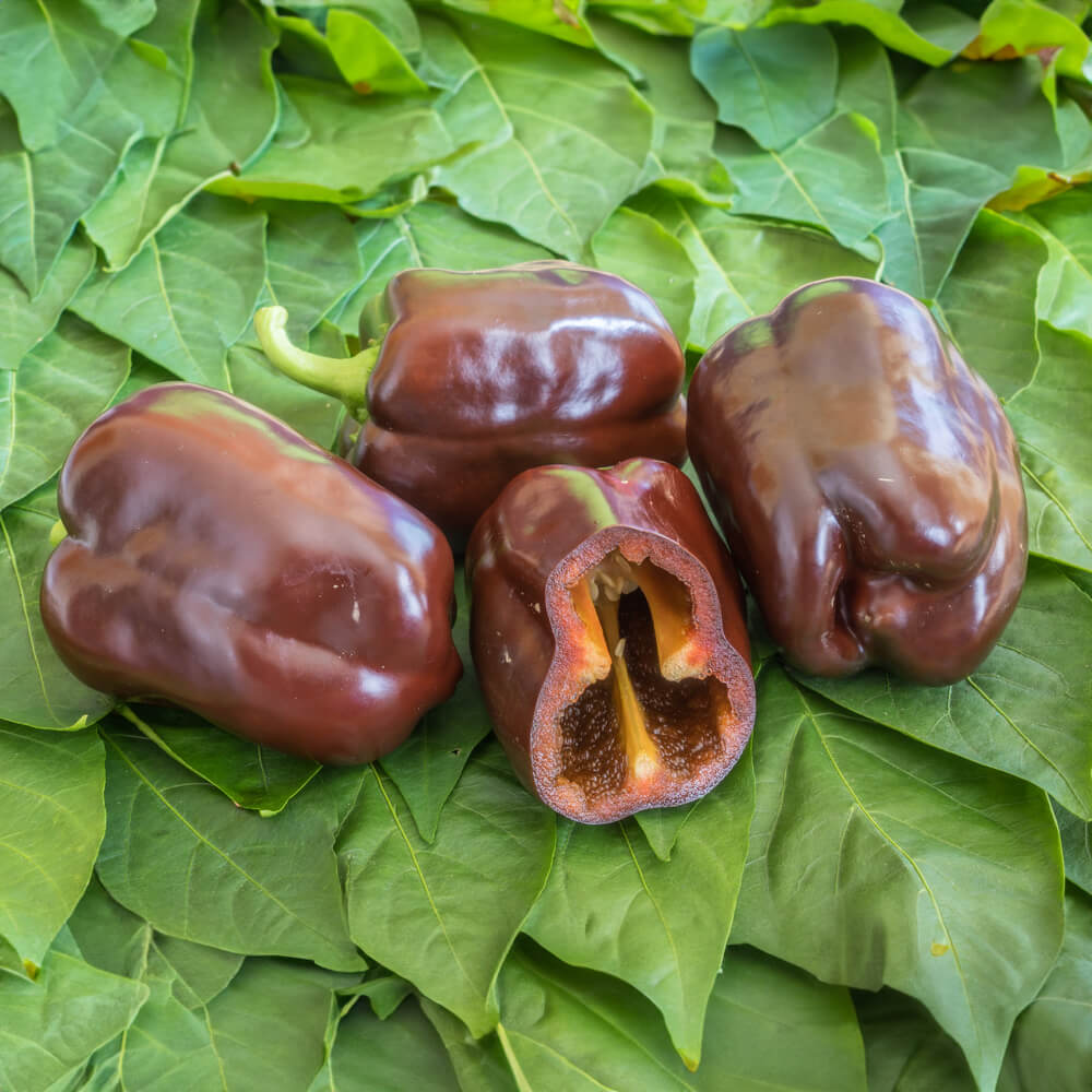 Blockpaprika Bio-Gemüse-Samen
