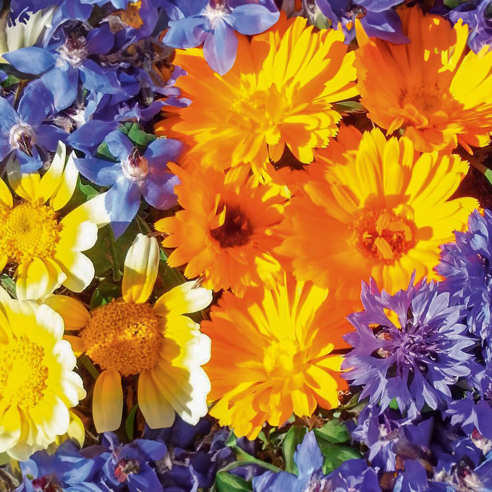 SPERLI SPERLI's Blumenmischung "Schleich Dich, Saatband" Kaufen – Mein