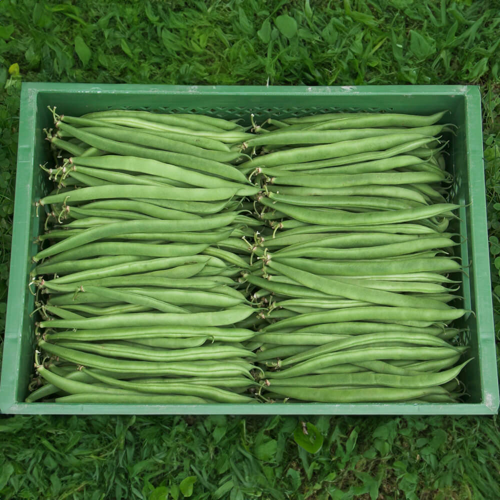 Buschbohne Marona Bio-Gemüse-Samen