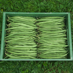 Buschbohne Marona Bio-Gemüse-Samen