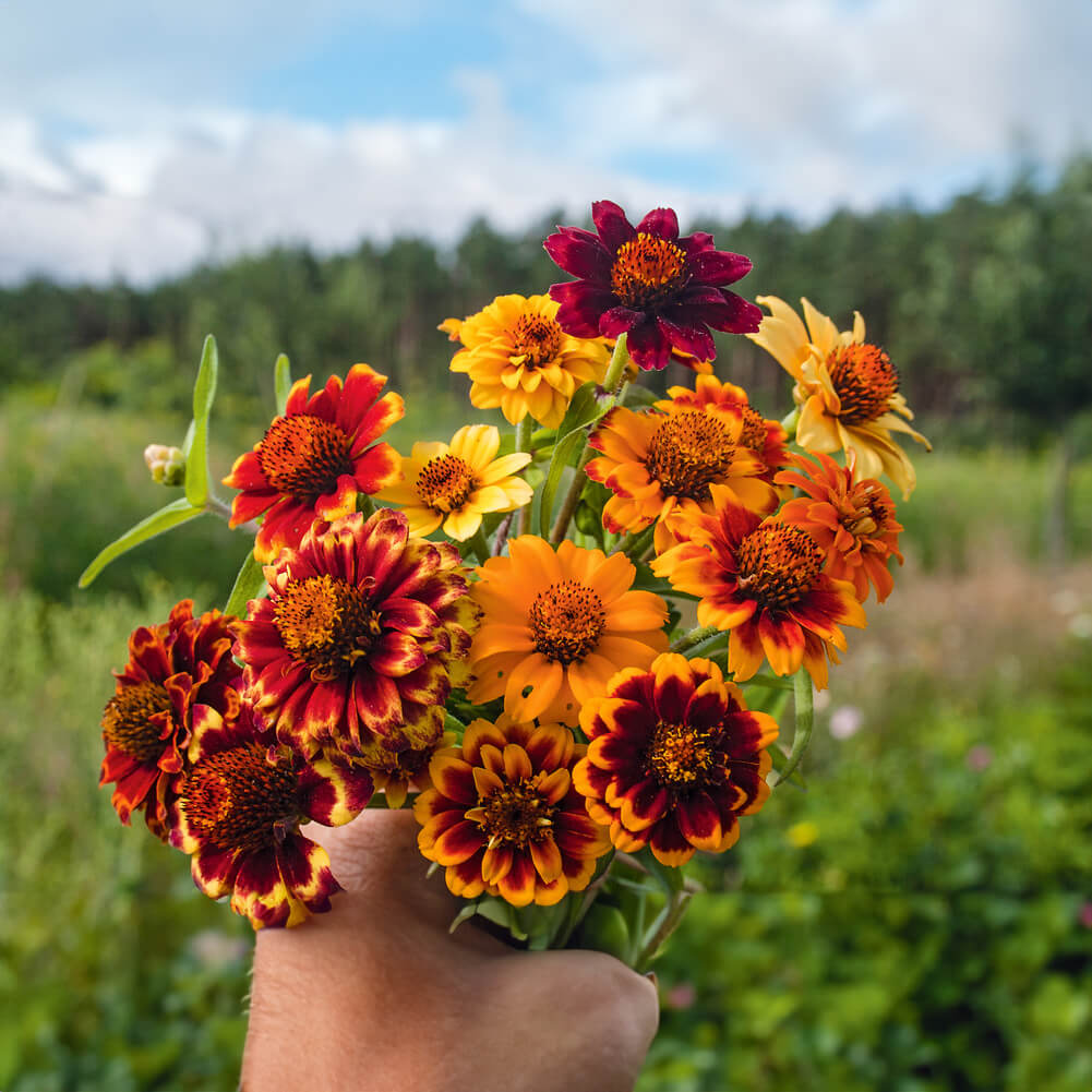 Buschzinnie Bio-Blumen-Saatgut