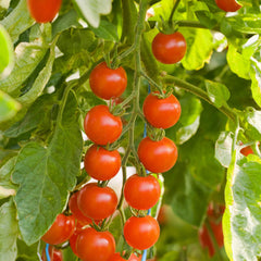 Cherrytomate Bio-Gemüse-Saatgut