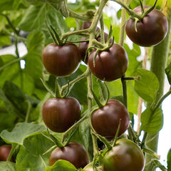 Cherrytomate dunkel Bio-Gemüse-Saatgut