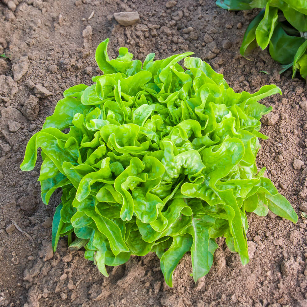 Eichblattsalat Till Bio-Gemüse-Saatgut