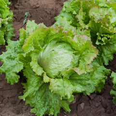 Eissalat Bio-Gemüse-Samen