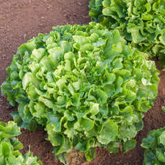 Endiviensalat Bio-Gemüse-Samen