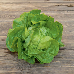 Freiland-Kopfsalat Bio-Gemüse-Saatgut