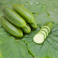 Freilandgurke Bio-Gemüse-Samen