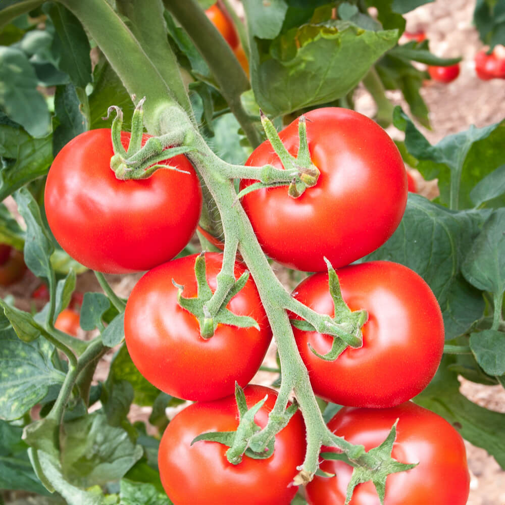 Freilandtomate rot Bio-Gemüse-Saatgut