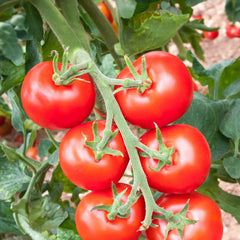 Freilandtomate rot Bio-Gemüse-Samen