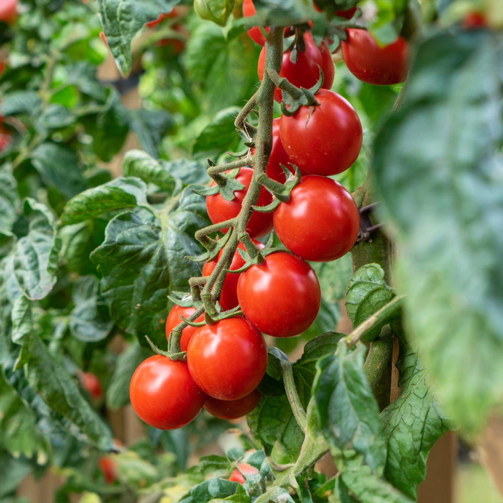 Fridays for Future Cherry-Tomate rot Bio-Gemüse-Saatgut