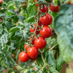 Fridays for Future Cherry-Tomate rot Bio-Gemüse-Saatgut