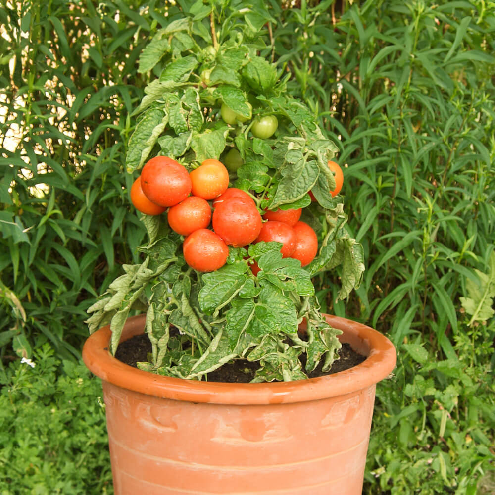 Garten-Bande: Rotkäppchen Balkon-Tomate rot Bio-Gemüse-Samen