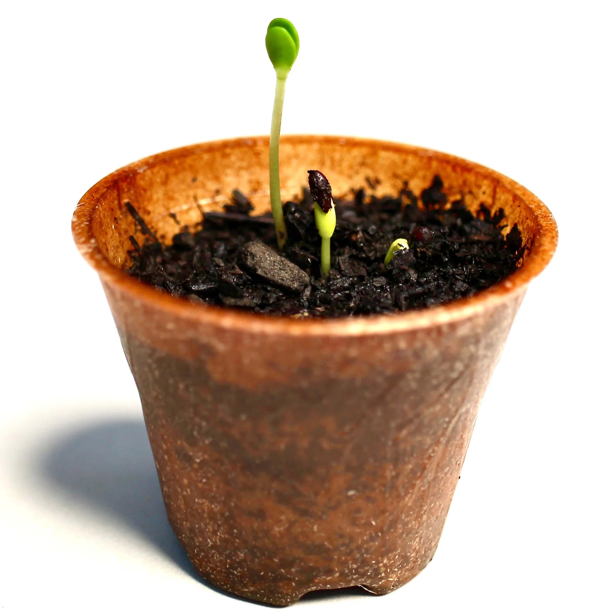 Waldmeister – 3 x Baum-Pflanz-Set (Sanddorn, Lebensbaum & Lärche)