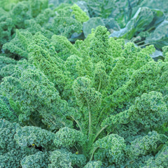 Grünkohl Bio-Gemüse-Saatgut