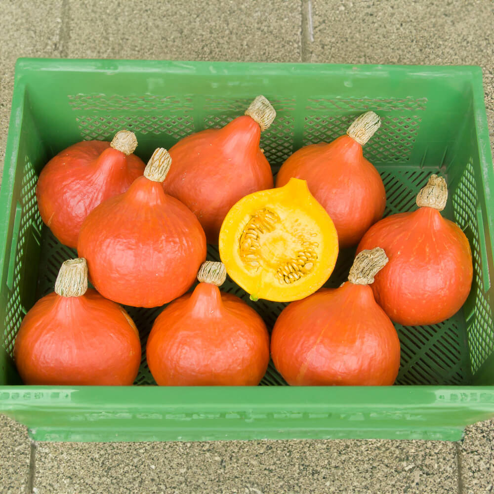 Hokkaidokürbis Bio-Gemüse-Samen