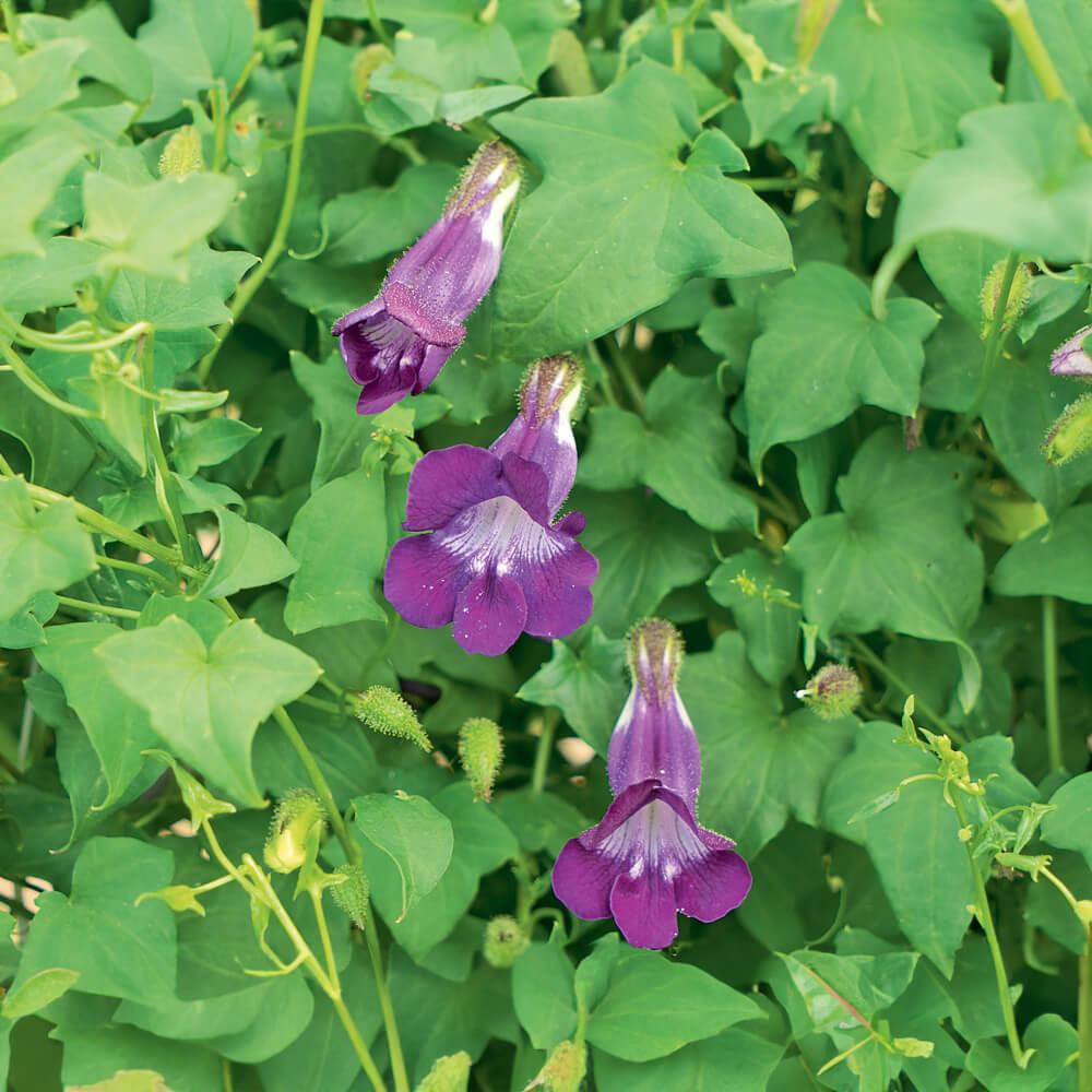 Kletterlöwenmäulchen Bio-Blumen-Saatgut