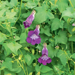 Kletterlöwenmäulchen Bio-Blumen-Samen