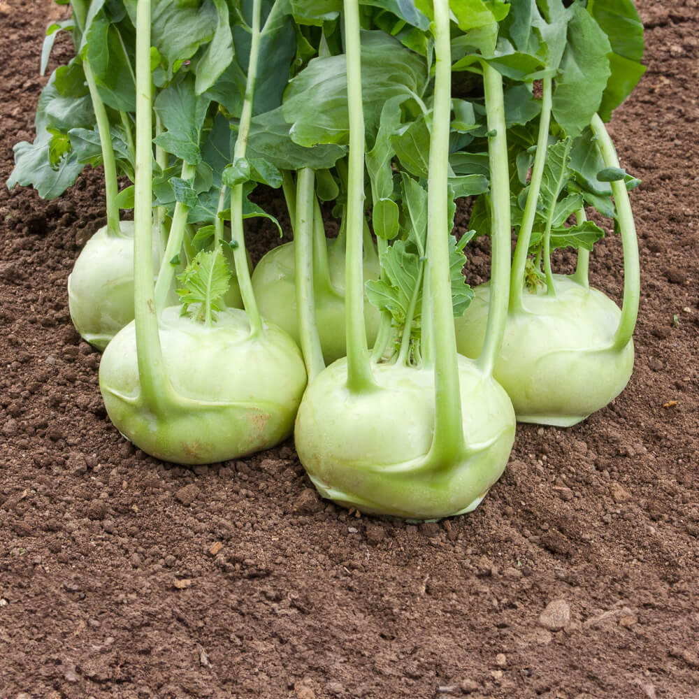 Kohlrabi Rasko Bio-Gemüse-Saatgut