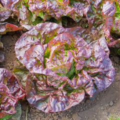 Kopfsalat Bio-Gemüse-Samen